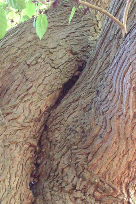 Weitere ideen zu malerei, acrylmalerei vorlagen, acrylmalerei. Körperbaum - Haptisch, Natur, Baum, Fotografie von ute drescher bei KunstNet