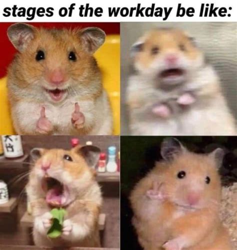 29 Of The Cutest Hamster Memes We Could Find Funny Hamsters Cute Hamsters Hamster