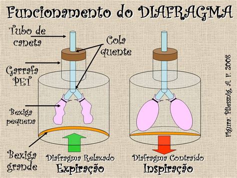 Tubos Que Levam Ar Ao Pulmão