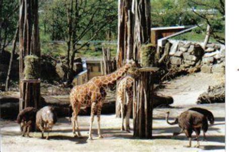 Animals from several hundred species, among which most come from africa. Bild "Zoo Osnabrück" zu Zoo Osnabrück in Osnabrück