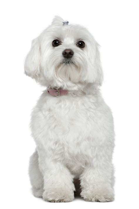 Maltese 2 Years Old Sitting In Front Of White Background Maltese In