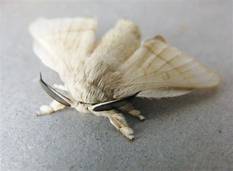 Cute Silkworm Moth D R Moths