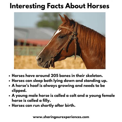 Interesting Facts About Thoroughbred Horses Horse Thoroughbred Breeds