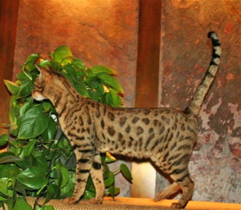 Save $4,579 on used exotic cars for sale. Exotic Felines for Sale | Savannah Cat Breed