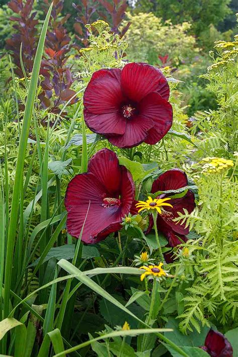 How To Grow Hardy Hibiscus Gardeners Path Isnca