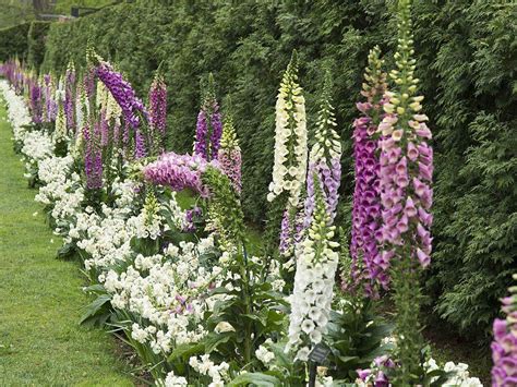 Besides their dog food, they'll happily snuffle and scarf up anything they come across, from litter on the sidewalk to the newly planted flower bulbs in your garden. Poisonous Plants for Dogs in the Midwest | Flowers ...