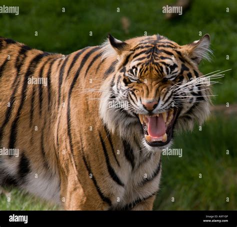 Sumatran Tiger Growling Stock Photo Royalty Free Image 16825173 Alamy