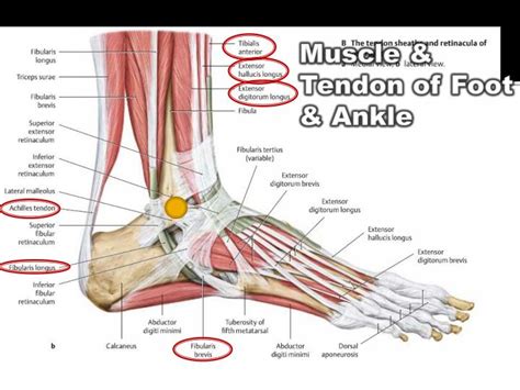 Anatomy Ankle Tendons