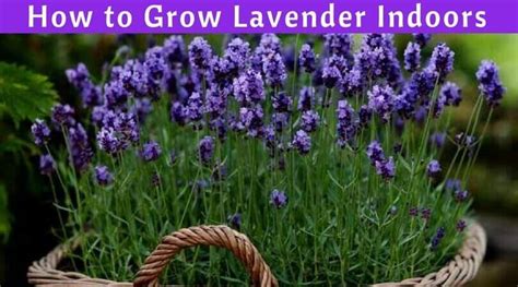 When is the best time to plant lavender? Lavender Plant Indoors