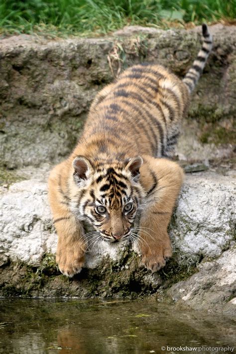 Brookshaw Wildlife Photography A Young Sumatran Tiger