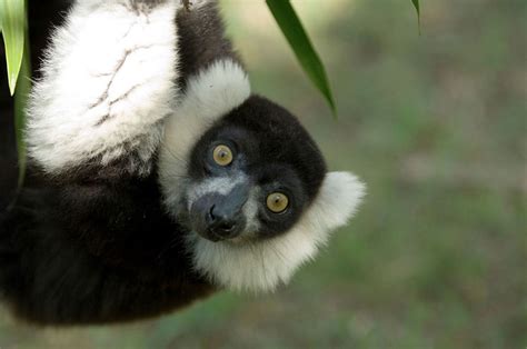 Lemurs Named Worlds Most Endangered Mammals Lemur Endangered