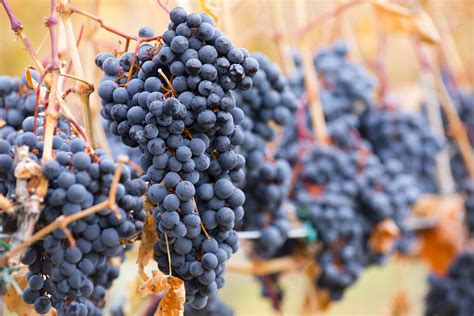 Let's go with the item in a recent email exchange with the famous (if you read the comments section here) david crosbie. What Does it Mean When the Same Grape has Different Names ...