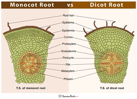 Monocot Vs Dicot Root Differences And Similarities