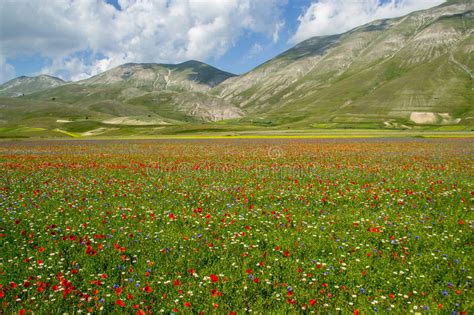 Blossoming Time In Castelluccio Di Norcia Italy Stock Photo Image Of