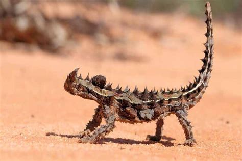 10 Most Amazing Animals With Spikes Depth World