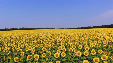 Sunflower Field Aero Top View Aerial Drone Video A Flying Over