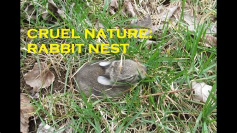 What To Do If You Find A Rabbit Nest In The Yard Rabbit