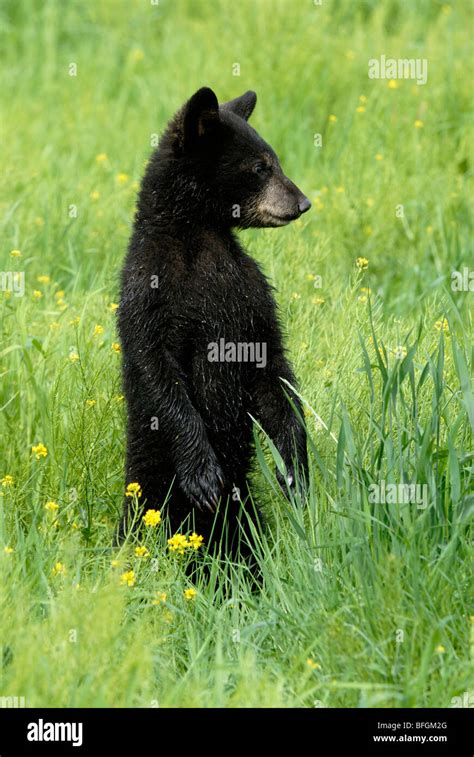 Captive Black Bear Cub Ursus Americanus Standing In Summer Meadow