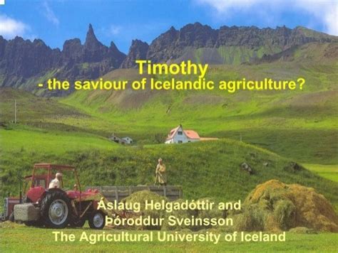 Timothy â The Saviour Of Icelandic Agriculture