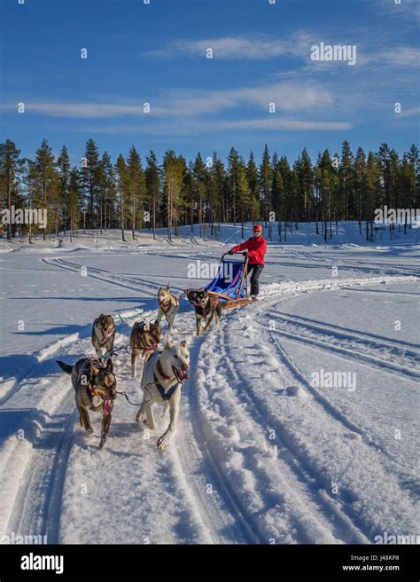 Dog Sledding Lapland Sweden Stock Photo Alamy