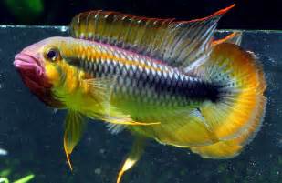 The Top 10 Exotic Freshwater Fish Aquarium Gurus