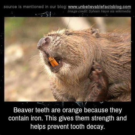 Beaver Facts Amazing Science Facts Psychology Fun Facts