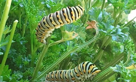 Black Swallowtail Caterpillars On Parsley In The Garden Butterfly