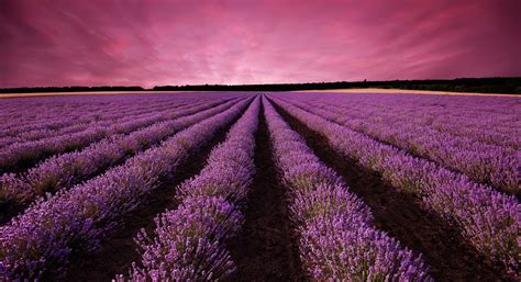 Lavender Field Landscape At Sunset Meadows Nature