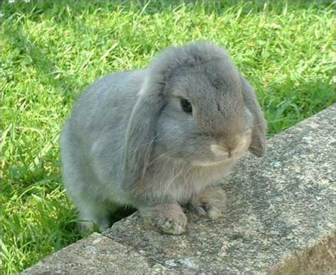 Poze iepuri hranirea iepurilor informatii stiati despre iepuri ????? Poze cu iepuri, wallpaper, galerie foto animale salbatice ...