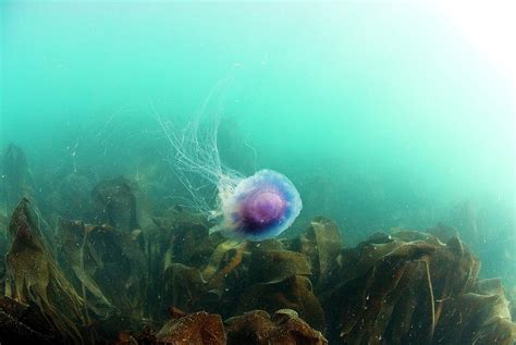 Bluefire Jellyfish Photograph By Andy Daviesscience Photo Library Pixels