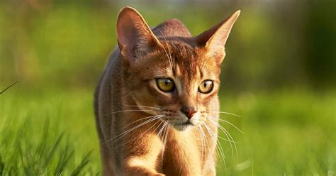 Abyssinian Cats Everything You Need To Know