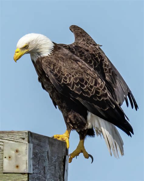 Bald Eagle Leg Stretch Photograph By William Krumpelman Fine Art America
