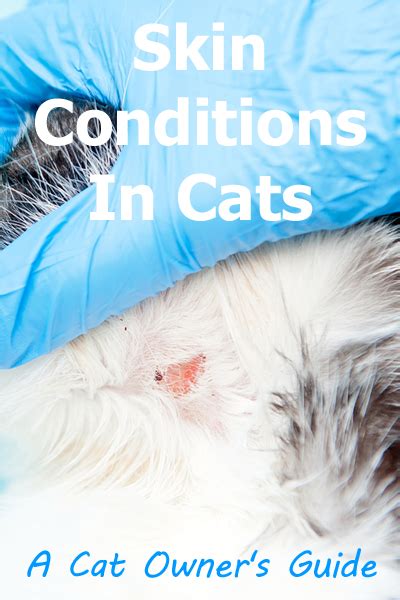 Skin Conditions In Cats Thecatsite Articles