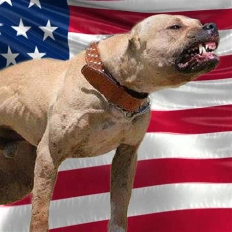 American Pitbull Terrier Apbt The Legend