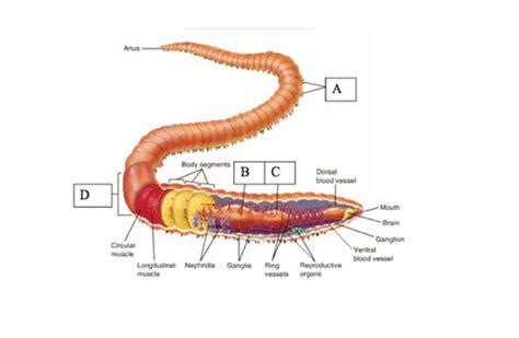 Segmented Worm Pictures Flashcards Quizlet