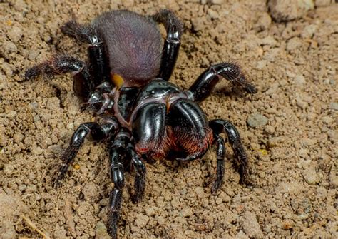 Mouse Spider School Of Biomedical Sciences