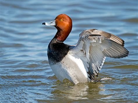 Redhead Duck Stock Photos Pictures And Royalty Free Images Istock