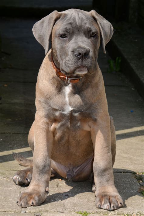 Formentino Cane Corso Guard Dog Breeds Best Dog Breeds Guard Dogs