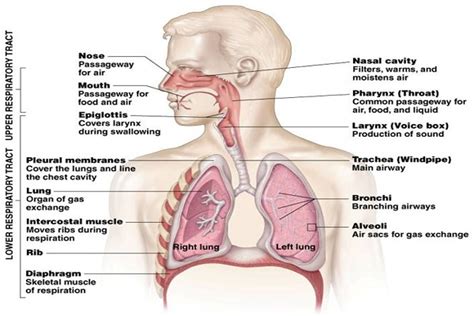 It is an organ that is part of the lymph system and works as a drainage network that defends your body. Respiration and Respiratory Organs