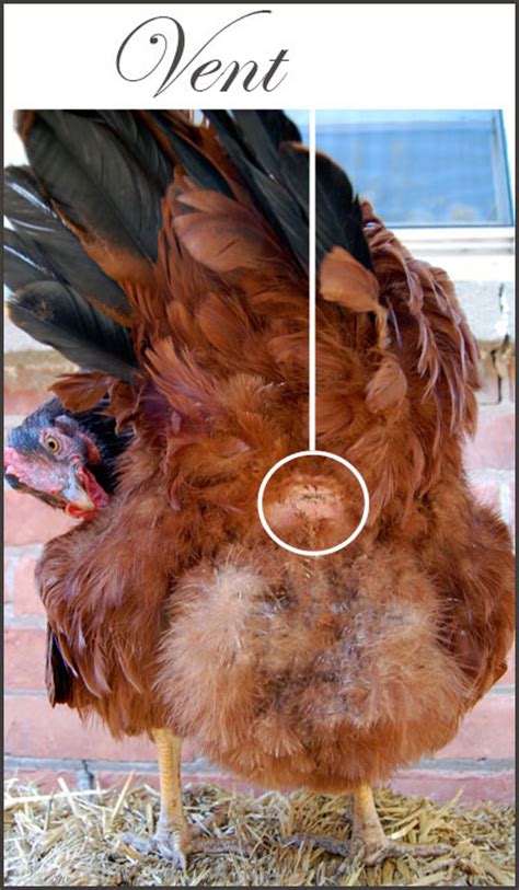 Chicken Cloaca Diagram