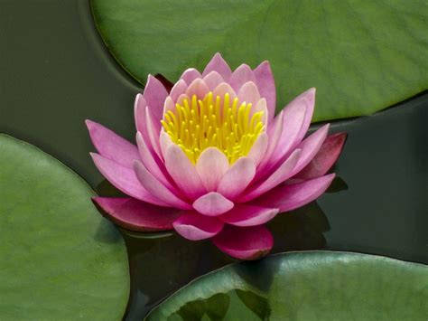 Free Images : blossom, petal, lake, green, botany, pink, sacred lotus