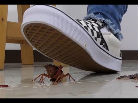 N Bug Crush Teaser Vance Sneakers And Crayfish YouTube