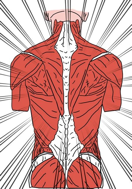 Erector Spinae Muscles Structure Innervation Function Study Com