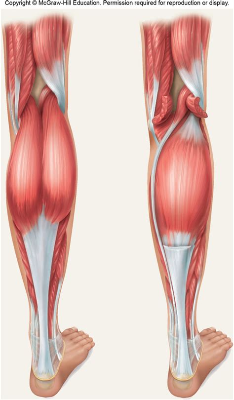 Posterior Leg Muscle Labeling Diagram Quizlet