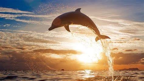 1920x1080 Dolphin Jump Sunset Wallpaper