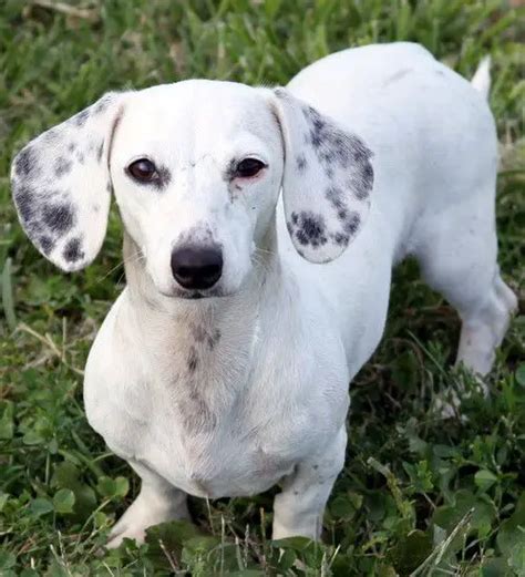 Piebald Dachshund Guide Before You Buy My Dogs Info