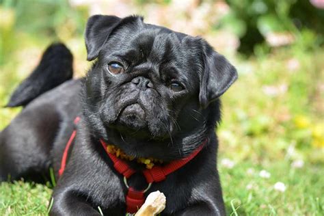 Pug Dog Breeds Facts Advice And Pictures Mypetzilla Uk
