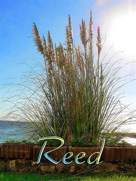 Reed Signs Among The Celtic Tree Astrology Signs Are The Secret Keepers