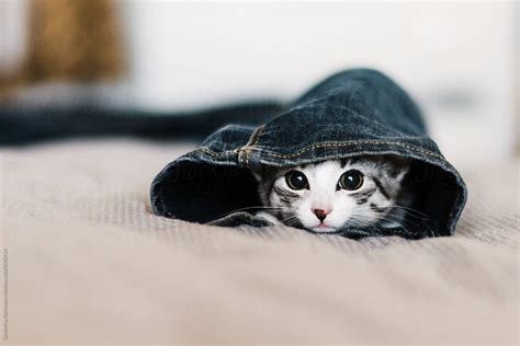 Cute Kitten In Jeans Anna Blog