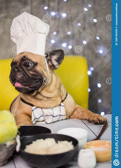 Whole earth farms puppy recipe dry dog food is great for your french bulldog because the protein is derived from real chicken and salmon and it has amino and fatty acids to promote a healthy coat and joints. French Bulldog In Chef`s Hat Cooking At Kitchen Stock ...